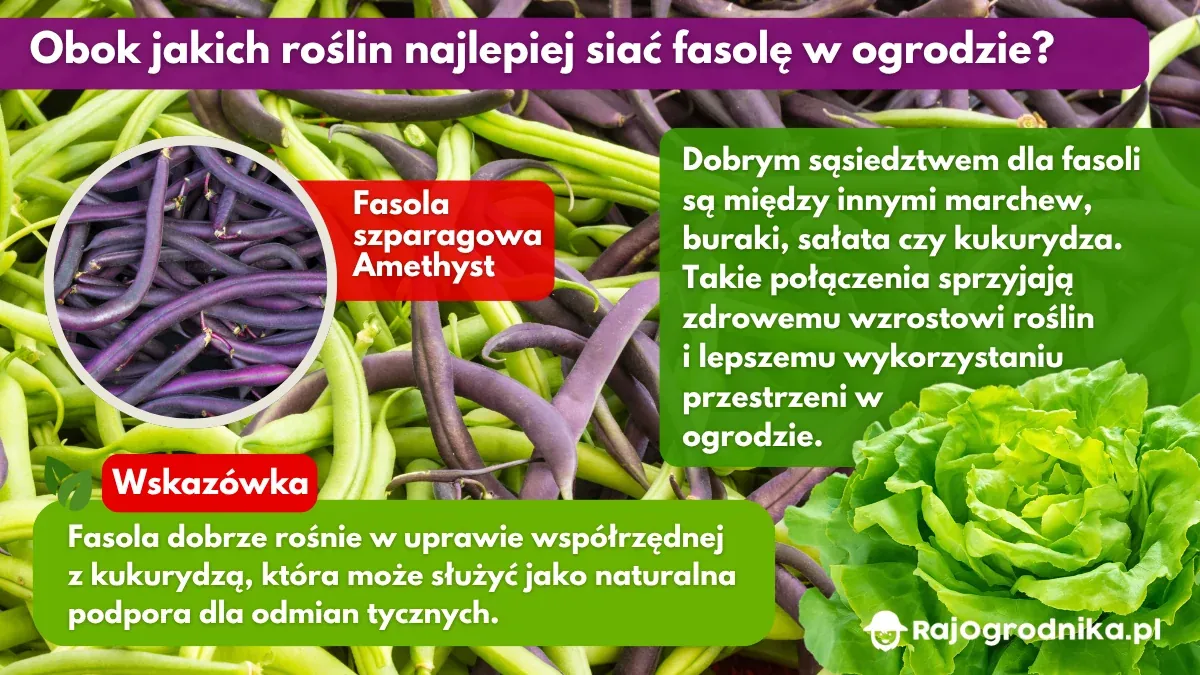 Obok jakich roślin najlepiej siać fasolę w ogrodzie blog sklep rajogrodnika